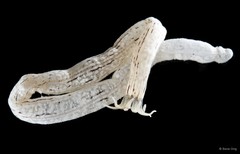 Synaptidae sp. "OTC-0272"