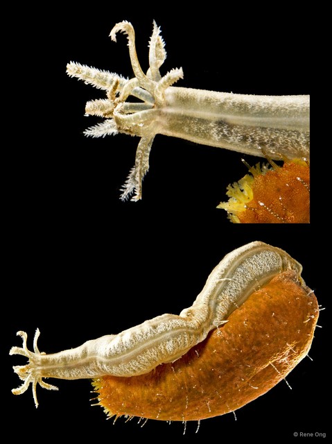 Synaptidae sp. "RF6-002" • © Rene Ong • All Rights Reserved