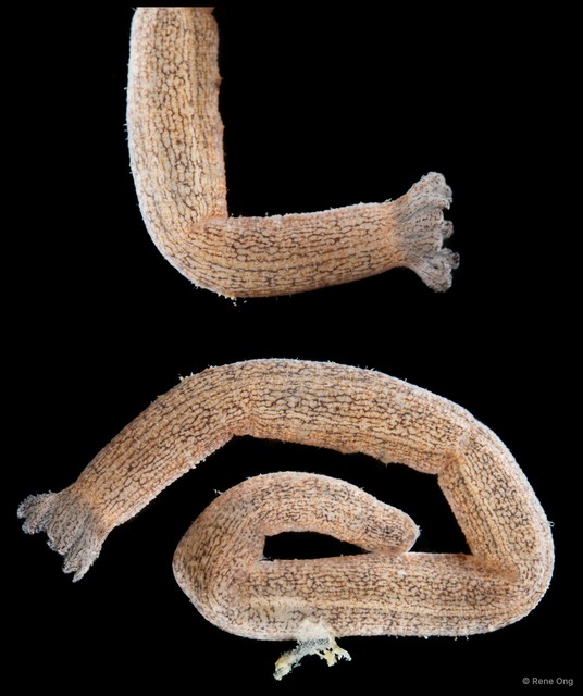 Synaptidae sp. "SEA-7144" • © Rene Ong • All Rights Reserved