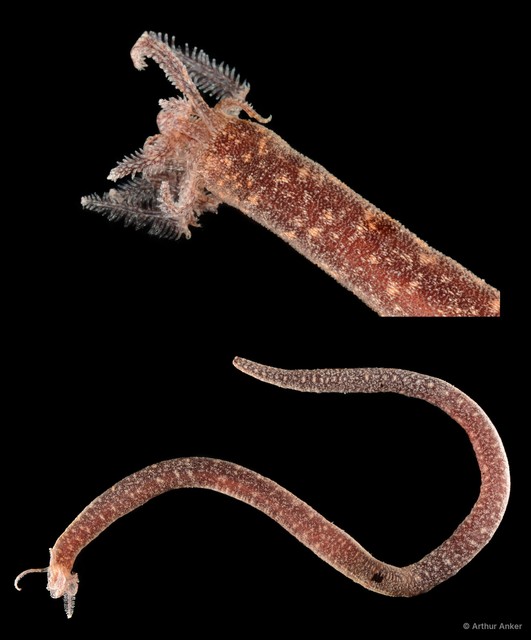 Synaptidae sp. "SS-3308" • © Arthur Anker • All Rights Reserved