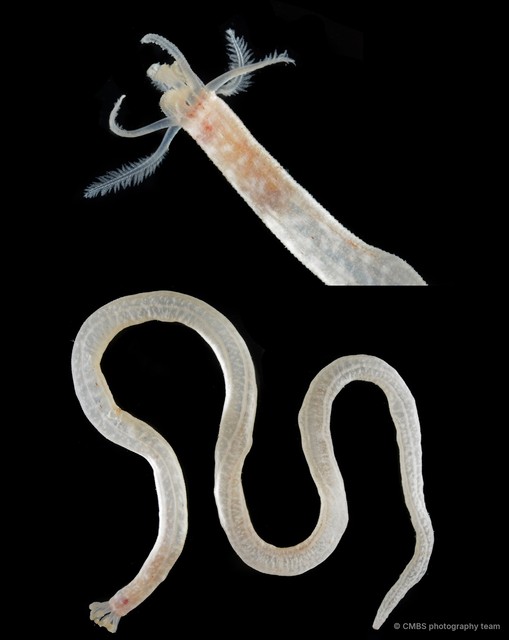 Synaptidae sp. "SS-4065" • © CMBS photography team • All Rights Reserved