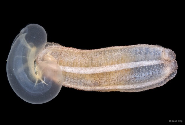 Anapta gracilis