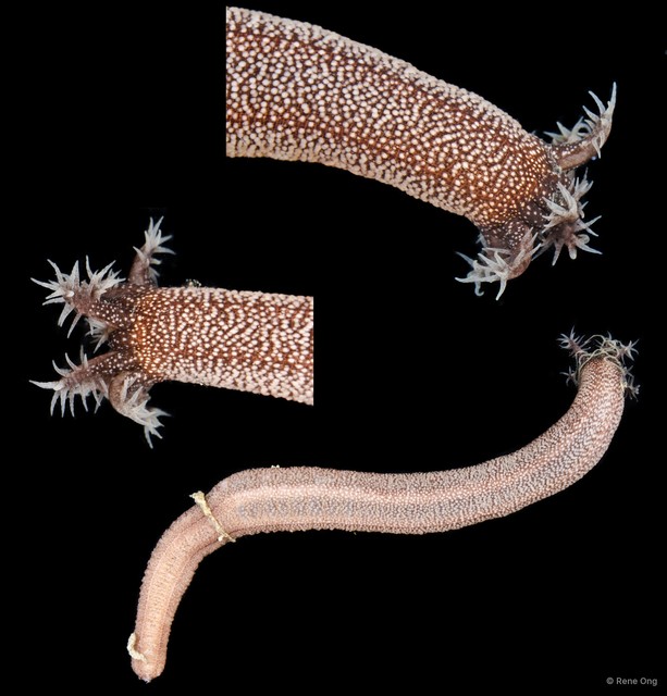 Anapta gracilis
