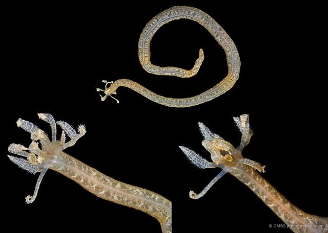 Opheodesoma spectabilis • © CMBS photography team • All Rights Reserved