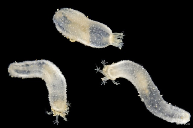 Protankyra pseudodigitata • © Rene Ong • All Rights Reserved