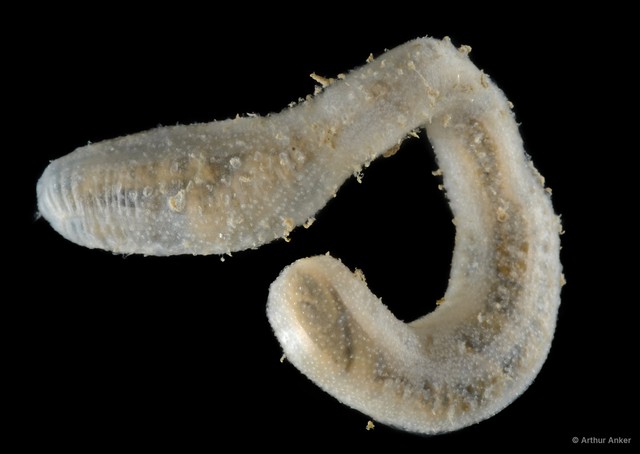 Protankyra pseudodigitata