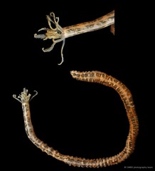 Synaptula sp. "cf. recta" • © CMBS photography team • All Rights Reserved