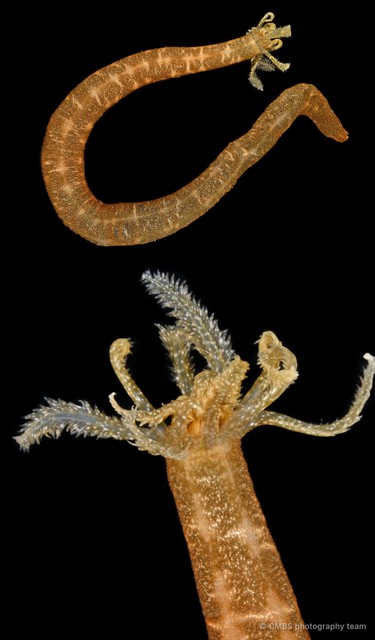 Synaptula sp. "cf. recta" • © CMBS photography team • All Rights Reserved