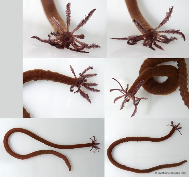 Synaptula sp. "SS-2418" • © CMBS photography team • All Rights Reserved
