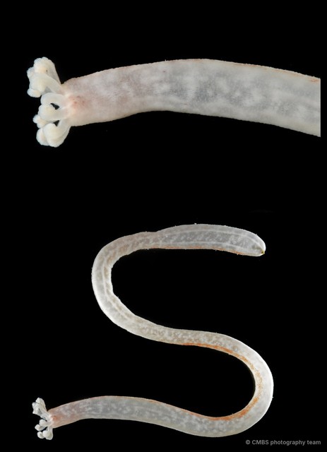 Synaptula sp. "SS-3906" • © CMBS photography team • All Rights Reserved