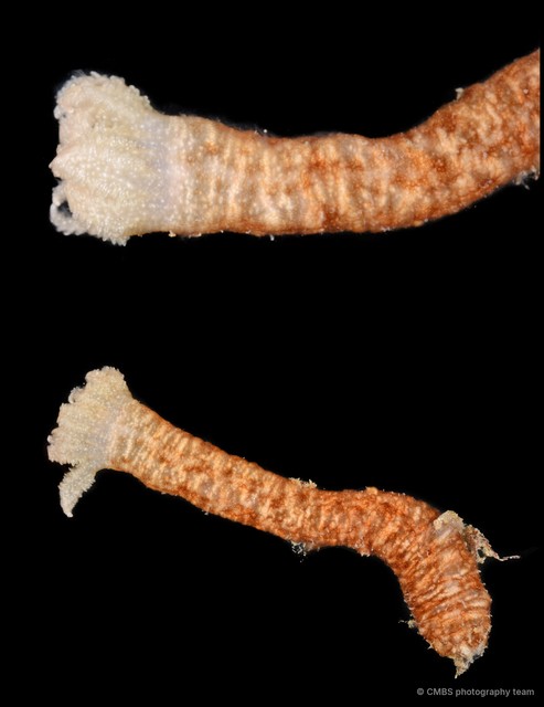Synaptula recta