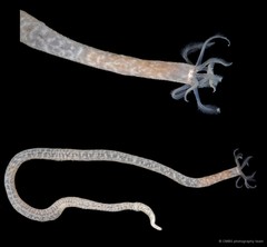 Synaptula reticulata • © CMBS photography team • All Rights Reserved