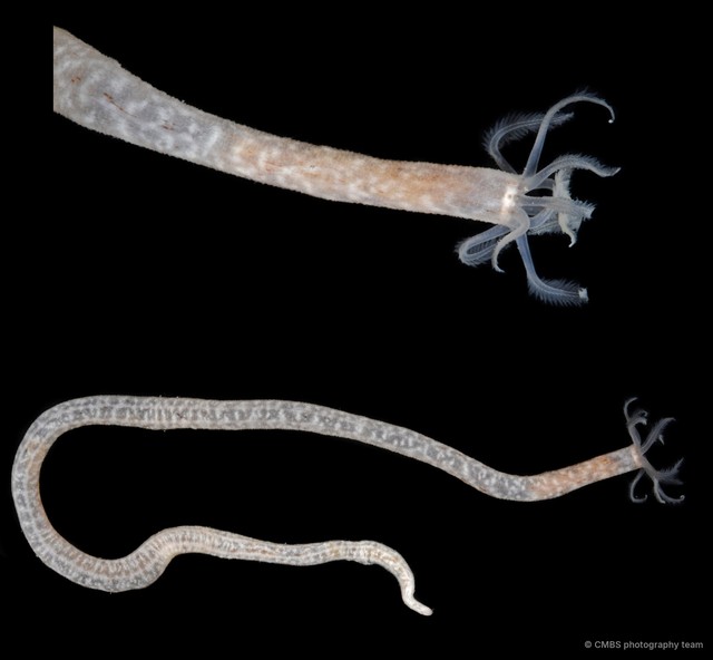Synaptula reticulata • © CMBS photography team • All Rights Reserved