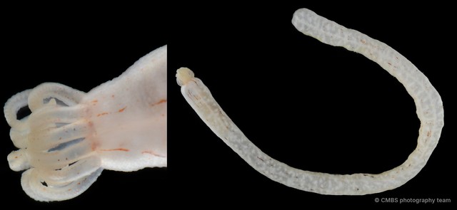 Synaptula reticulata