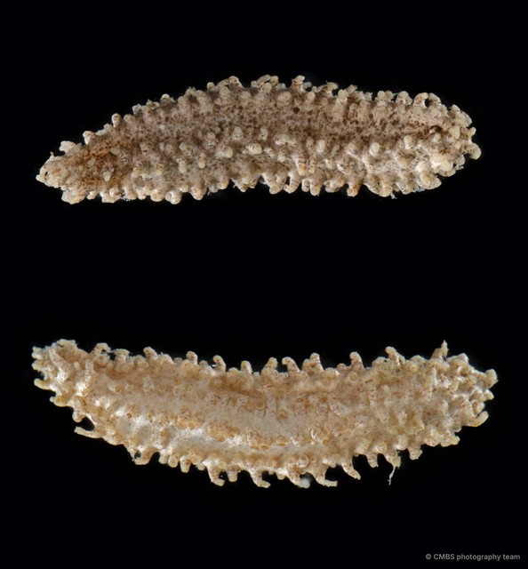 Actinocucumis sp. "325f7a96" • © CMBS photography team • All Rights Reserved