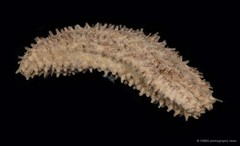 Actinocucumis sp. "325f7a96" • © CMBS photography team • All Rights Reserved