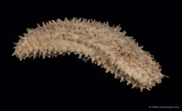 Actinocucumis sp. "325f7a96"