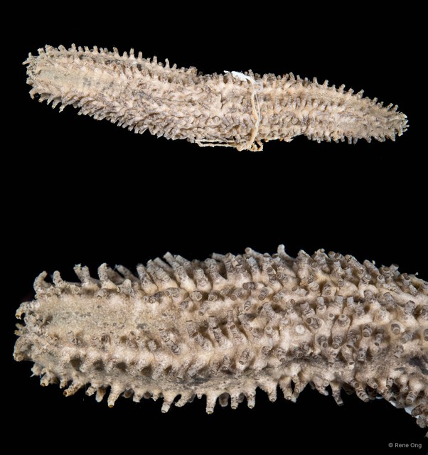 Actinocucumis typica