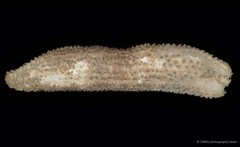 Actinocucumis typica • © CMBS photography team • All Rights Reserved
