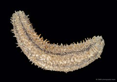 Actinocucumis typica • © CMBS photography team • All Rights Reserved