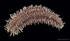 Actinocucumis typica • © CMBS photography team • All Rights Reserved