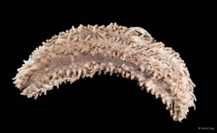Actinocucumis typica • © Rene Ong • All Rights Reserved