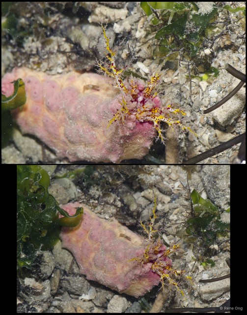 Cercodemas anceps