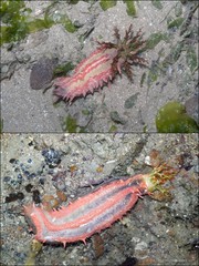 Colochirus quadrangularis • © Ria Tan • All Rights Reserved