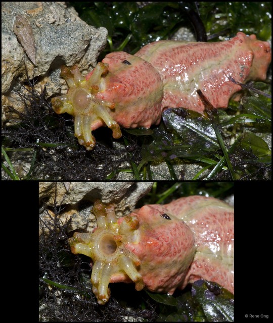Colochirus quadrangularis