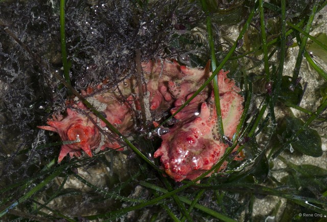 Colochirus quadrangularis