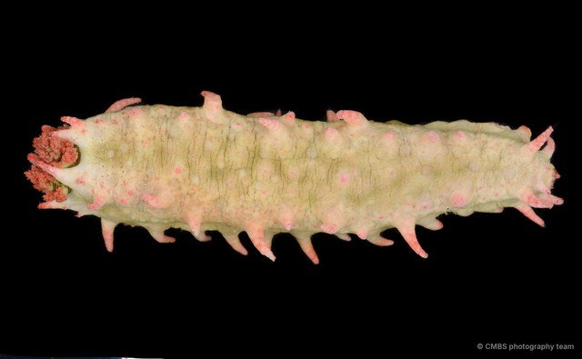Colochirus quadrangularis