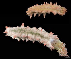 Colochirus quadrangularis • © Rene Ong • All Rights Reserved