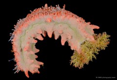Colochirus quadrangularis • © CMBS photography team • All Rights Reserved