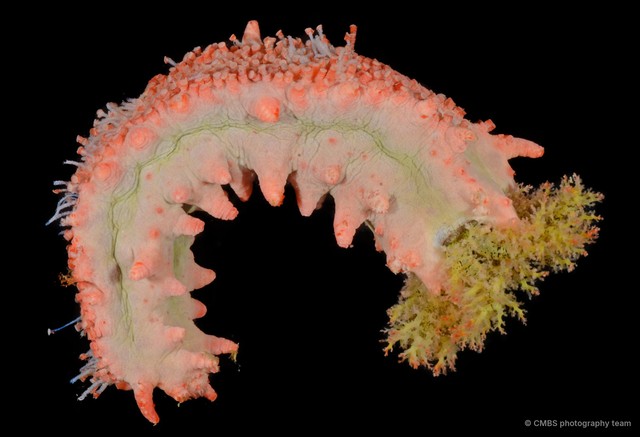 Colochirus quadrangularis