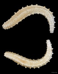 Leptopentacta imbricata • © Rene Ong • All Rights Reserved