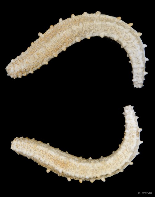 Leptopentacta imbricata • © Rene Ong • All Rights Reserved