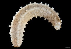 Leptopentacta imbricata • © Rene Ong • All Rights Reserved