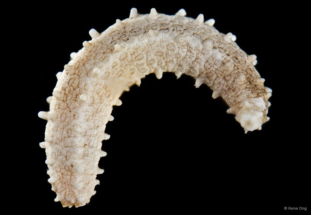 Leptopentacta imbricata