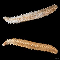 Leptopentacta imbricata • © Rene Ong • All Rights Reserved