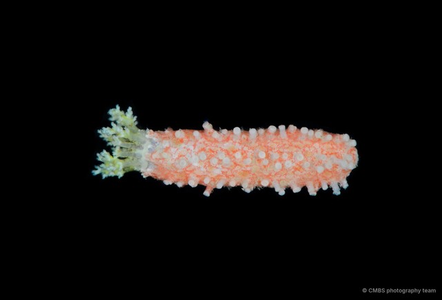Plesiocolochirus sp. "cf. australis" • © CMBS photography team • All Rights Reserved