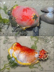 Pseudocolochirus violaceus • © Ria Tan • All Rights Reserved