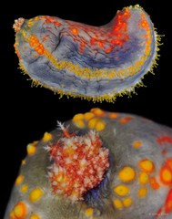 Pseudocolochirus violaceus • © Arthur Anker • All Rights Reserved