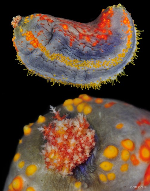 Pseudocolochirus violaceus