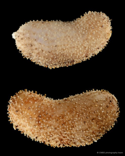 Phyllophorella kohkutiensis • © CMBS photography team • All Rights Reserved