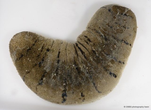 Phyllophorus sp. "dc50f3b6"