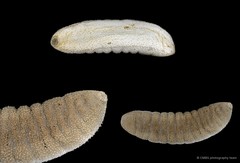 Phyllophorus sp. "dc50f3b6" • © CMBS photography team • All Rights Reserved