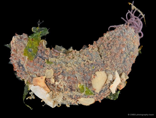 Thyone sp. "JS-2783" • © CMBS photography team • All Rights Reserved