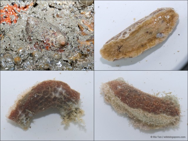Psolidium sp. "dc50f3b9" • © Ria Tan • All Rights Reserved