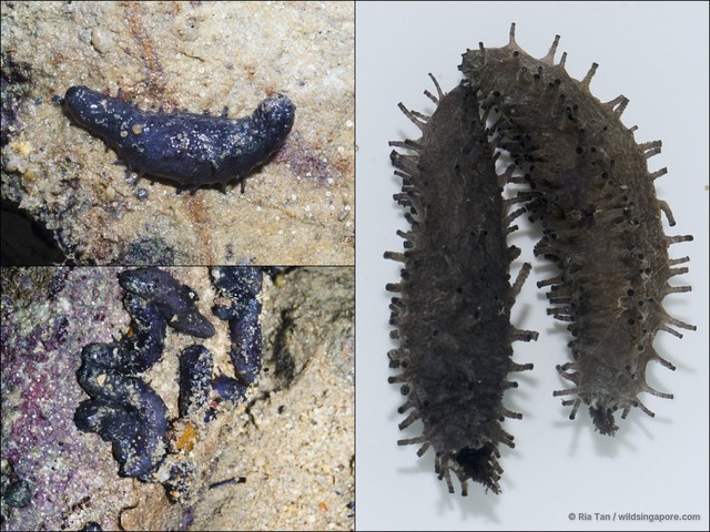 Afrocucumis africana