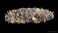 Afrocucumis africana • © CMBS photography team • All Rights Reserved